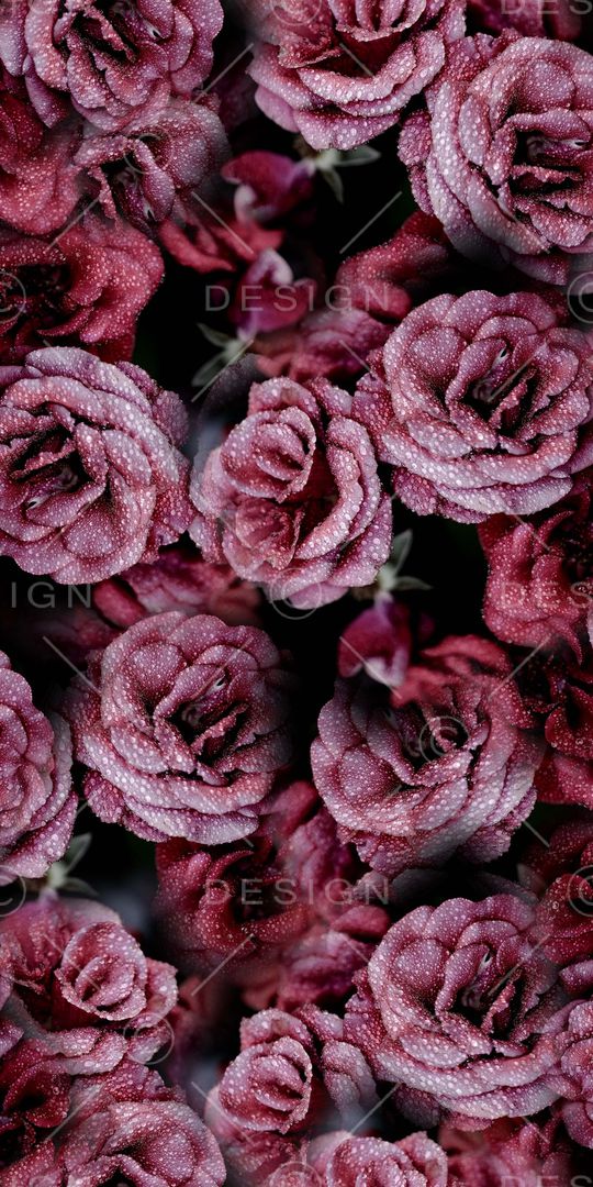 红玫瑰印花华亿平台图片