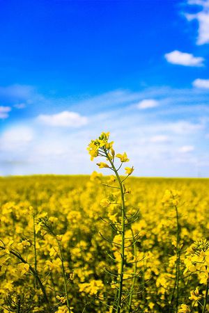风景印花华亿平台图片