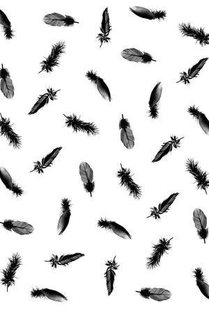 羽毛印花华亿平台图片