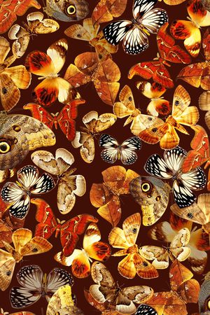 蝴蝶印花华亿平台图片