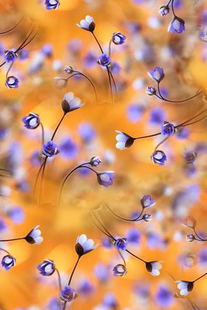 风景印花华亿平台图片