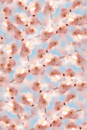 乱花印花华亿平台图片