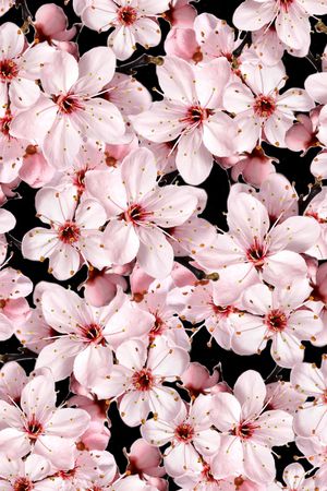 碎花印花华亿平台图片