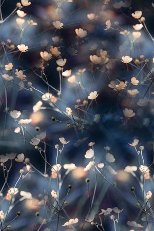 乱花印花华亿平台图片