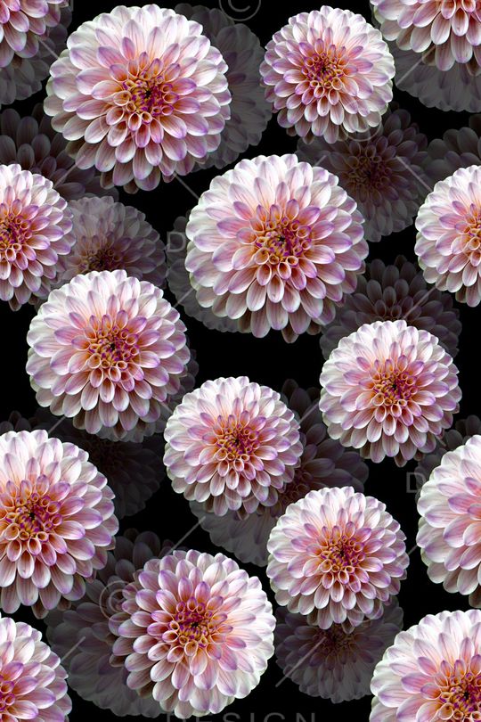 菊花印花华亿平台图片