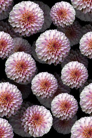 菊花印花华亿平台图片