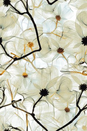 手绘花卉印花华亿平台图片