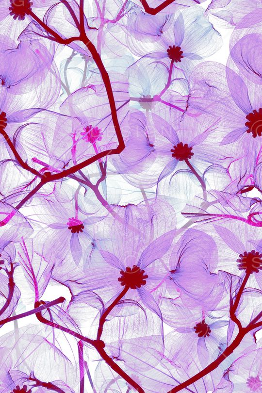 手绘花卉印花华亿平台图片