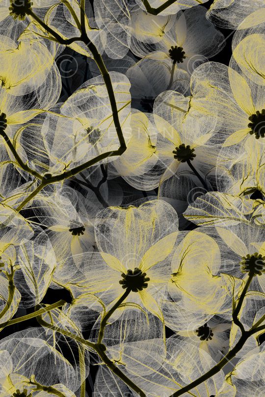 手绘花卉印花华亿平台图片