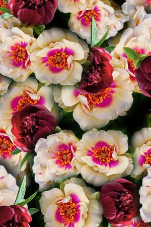 乱花印花华亿平台图片