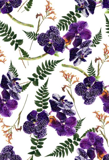 836796-花卉，植物，兰花-C