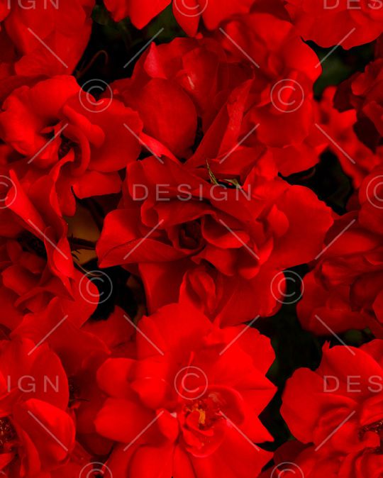 牡丹印花华亿平台图片