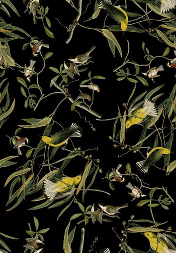 839157-18复古手绘插画黄鹂鸟，鸟，树枝，