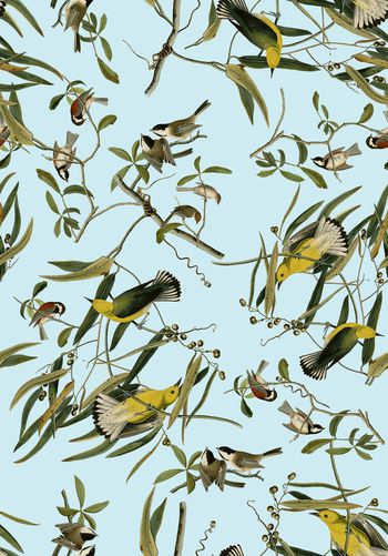 839158-18复古手绘插画黄鹂鸟，鸟，树枝，