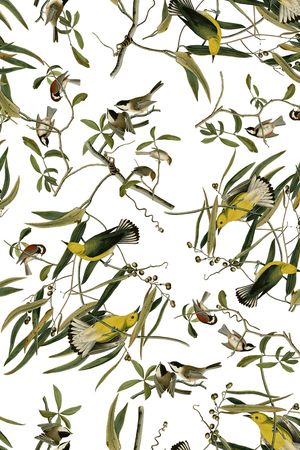 18复古手绘插画黄鹂鸟印花华亿平台图片