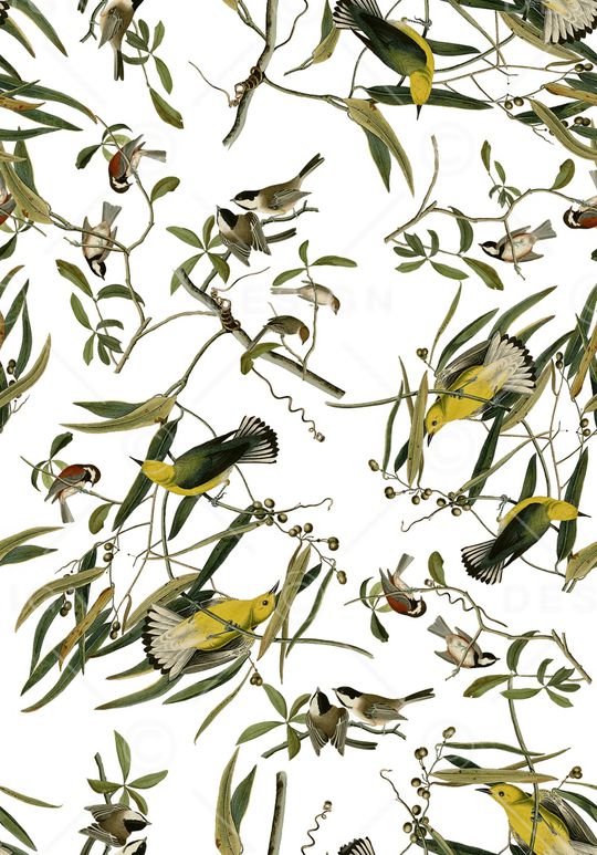 18复古手绘插画黄鹂鸟印花华亿平台图片