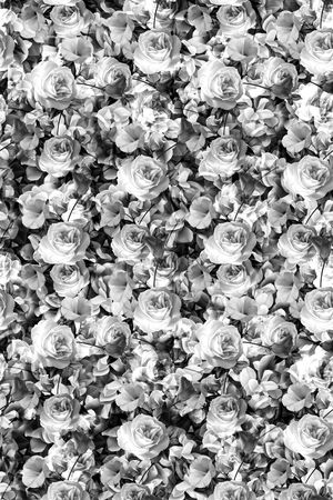 花朵印花华亿平台图片