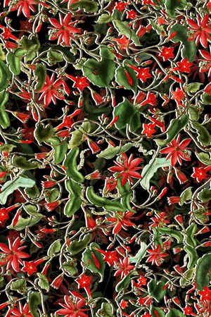 星星花印花华亿平台图片