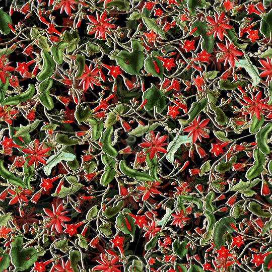 星星花印花华亿平台图片