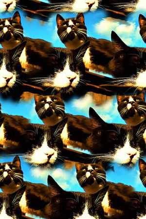 猫印花华亿平台图片