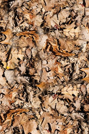 树叶印花华亿平台图片