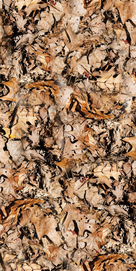 树叶印花华亿平台图片