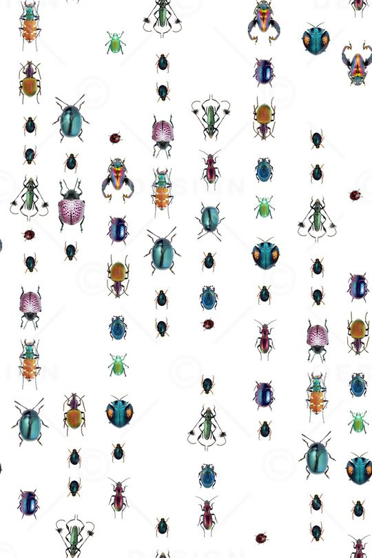 昆虫印花华亿平台图片