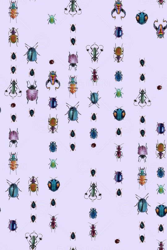 昆虫印花华亿平台图片