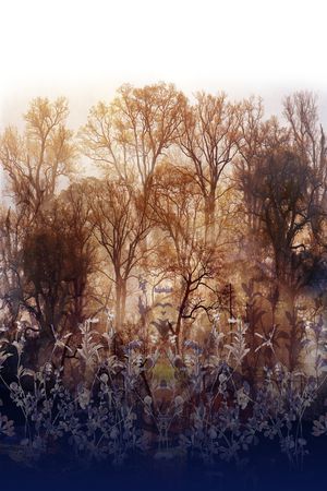 森林印花华亿平台图片