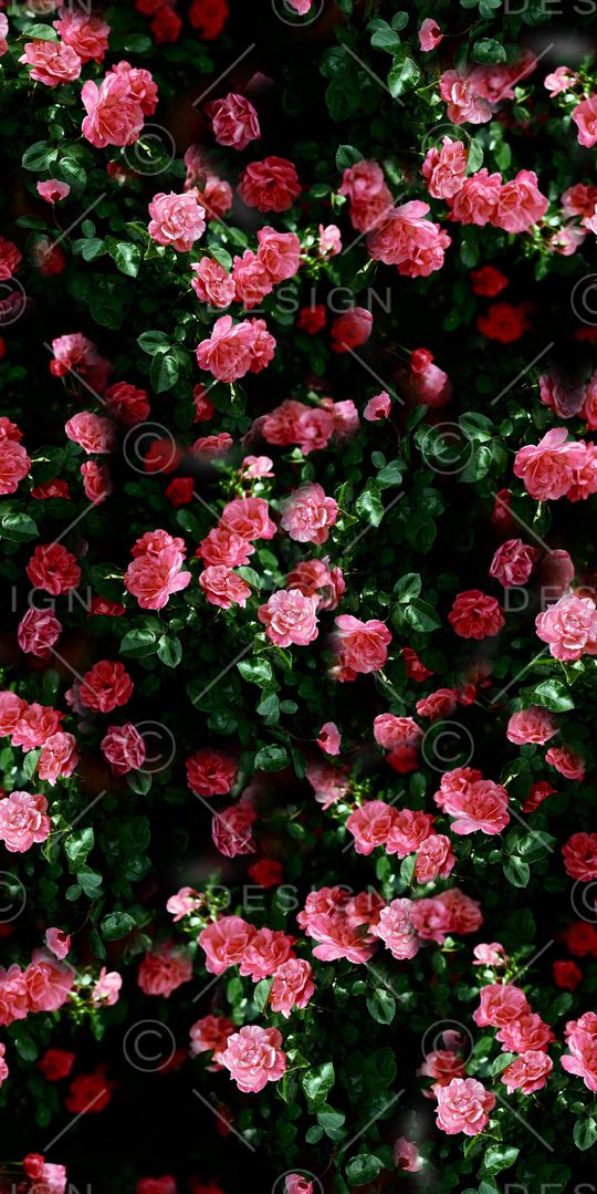 乱花印花华亿平台图片