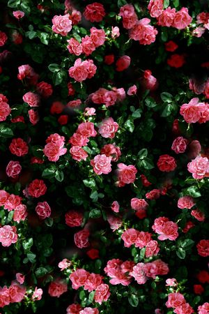 乱花印花华亿平台图片