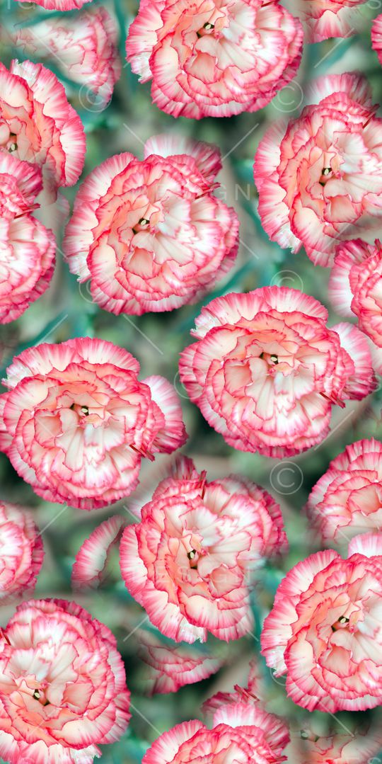 大花印花华亿平台图片