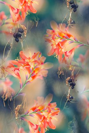 绿叶印花华亿平台图片