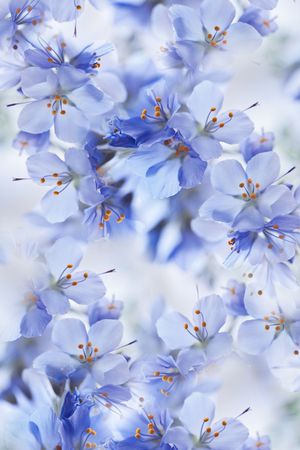 乱花印花华亿平台图片