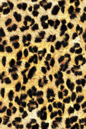 豹纹印花华亿平台图片