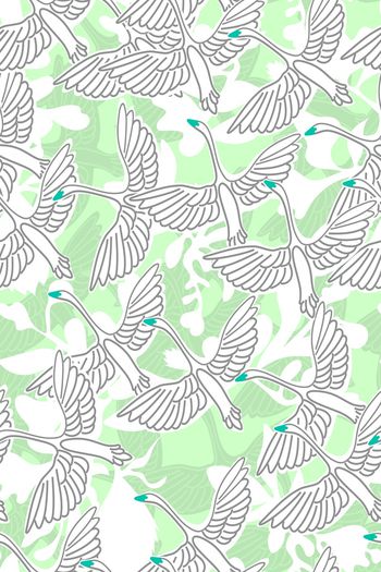 849485-黑天鹅白叶子白