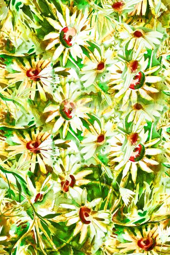 849684-AGE111-水彩雏菊2