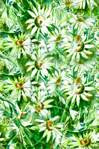 849685-AGE111-水彩雏菊3