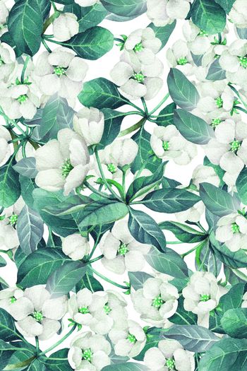 849690-AGE113-水铅罂粟花1