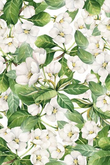 849691-AGE113-水铅罂粟花2