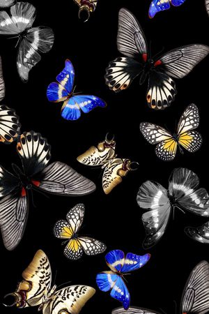 蝴蝶印花华亿平台图片