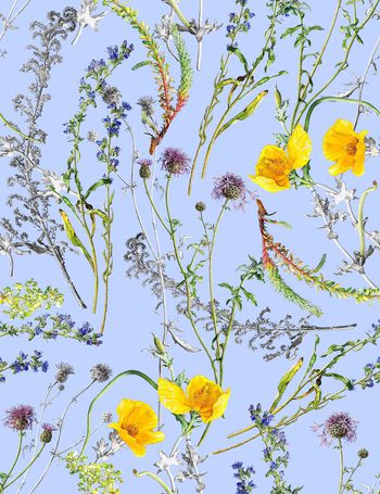 851474-349手绘水彩素描虞美人花卉