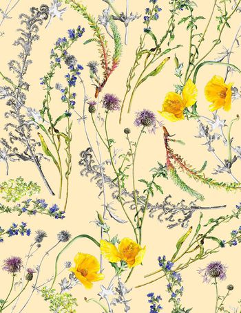 851475-349手绘水彩素描虞美人花卉-B