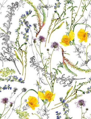 851476-349手绘水彩素描虞美人花卉-C