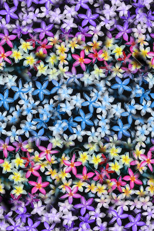 女装印花华亿平台图片