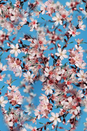 花朵印花华亿平台图片