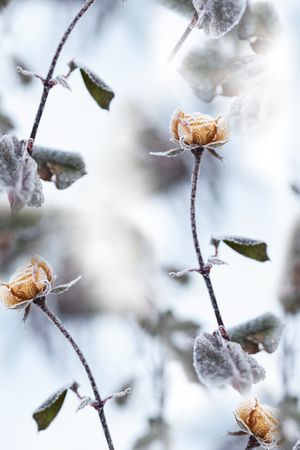 绿叶印花华亿平台图片