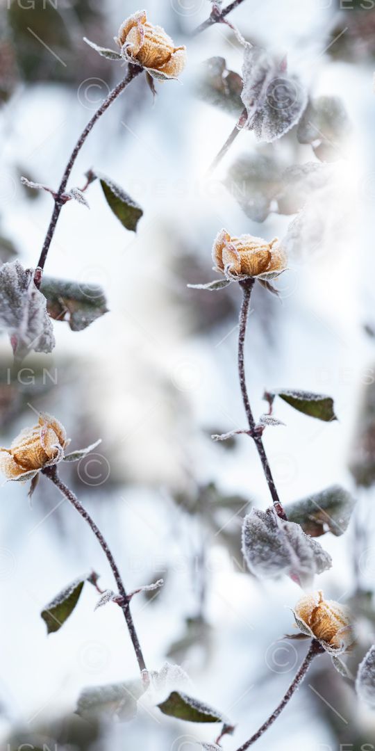 绿叶印花华亿平台图片