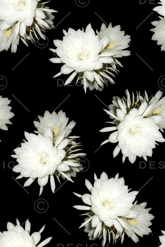 女装印花华亿平台图片