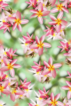 女装印花华亿平台图片